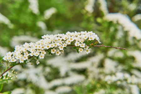 Close-up of blooming white Spirea flowers on a branch with soft-focus green foliage in the background, captured in natural daylight during spring.の写真素材