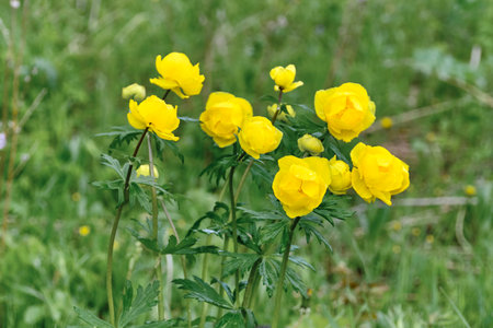 Blooming yellow globeflowers with fresh rain droplets on petals, growing in lush green meadow during...