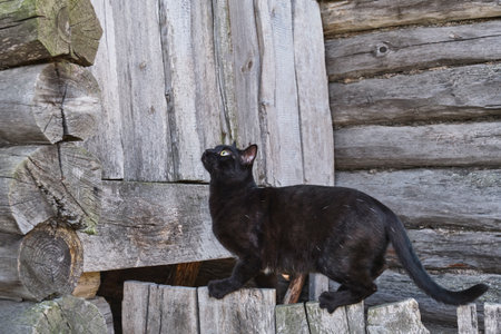 Curious black cat walking on weathered wooden door beside old log cabin wall. Rustic background with natural textures. Rural outdoor scene with domestic feline in profile.の写真素材