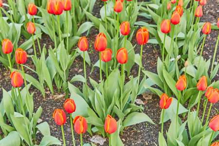 Bright red tulips with yellow edges blooming in orderly rows in a spring garden, surrounded by green foliage and soil. Seasonal renewal and natural beauty.の写真素材
