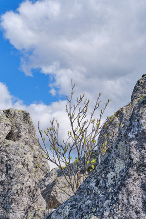 Young tree with fresh green buds growing between lichen-covered granite rocks under a cloudy sky in Taganay National Park, Southern Urals, Russia. Symbol of resilience in nature.の写真素材
