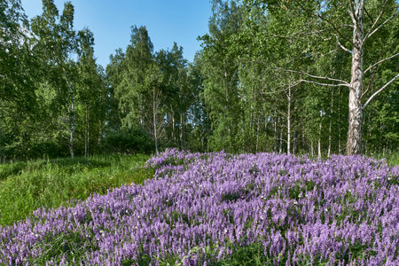 Blooming field of purple tufted vetch flowers with hawthorn butterflies near a birch forest under clear blue sky in summer.の写真素材