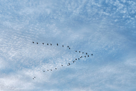 Group of migratory birds, cranes, flying in V formation under bright blue sky with scattered clouds....
