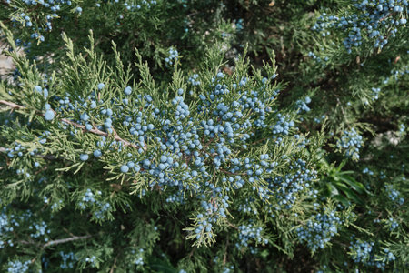 Detailed view of common juniper shrub. Green, needle like foliage densely covered with small, pale blue, waxy, glaucous berries or seed cones in natural light. Juniperus communisの写真素材