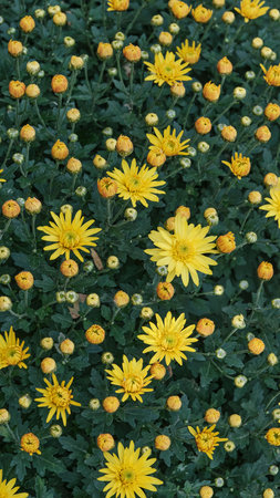 Vertical, top-down view of yellow chrysanthemum flowers in various stages of bloom, interspersed with many closed yellow orange buds and dark green foliage. Autumn floral backgrounds and textures.の写真素材