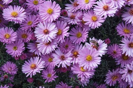 Close-up, top view of beautiful, densely packed purple pink New England Aster flowers, also known as Michaelmas Daisies, with small bees, foraging nectar. Late summer and autumn nature themes.の写真素材
