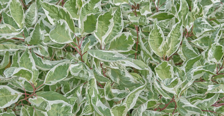 Dense composition of variegated shrub leaves. Rich green centers and irregular creamy white margins, possibly Siberian Dogwood. Ideal natural background. Cornus albaの写真素材