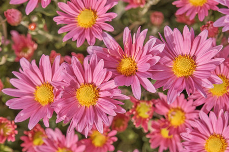 Close up view of bright pink chrysanthemum flowers or mums. Vivid pink ray petals and sunny yellow centers. Fall and gardening themes.の写真素材