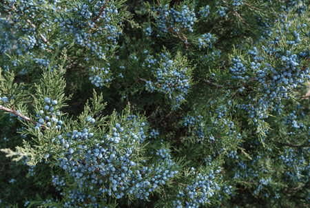 Close-up view of dark green, needle-like juniper foliage heavily laden with ripe, waxy blue berries or seed cones. Natural background. Juniperus communisの写真素材