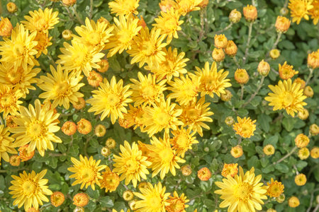 Lively overhead view of numerous vibrant yellow chrysanthemum flowers or mums interspersed with green foliage and unopened flower buds. Sunny autumn garden.の写真素材