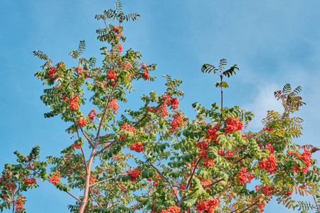 Close-up, low-angle shot of rowan tree, mountain ash, heavily laden with clusters of bright orange-red berries and green foliage against clear blue autumn sky.の写真素材