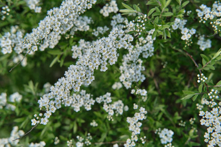 Vibrant, close-up view of cascading white Spiraea flowers or Bridal Wreath Spirea densely covering green branches. Lush floral background. Beauty and freshness of spring nature in full bloom.の写真素材