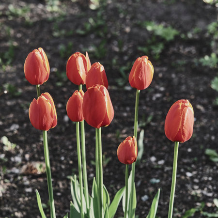 Cluster of bright, closed tulip flowers with red and orange petals stand tall on long green stems against background of dark, fertile garden soil. Spring and renewal in park setting.の写真素材
