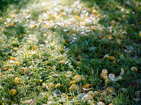 Yellow apples in green grassの写真素材