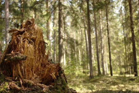 Rotten stumpの写真素材