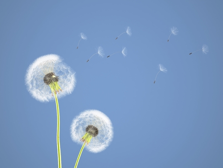 dandelion on colorful background, with blue pantone. 3d renderingの写真素材