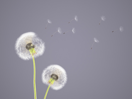 dandelion on colorful background, with lilac gray pantone. 3d renderingの写真素材