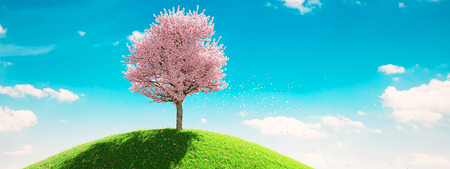 Single blossoming tree in spring with pink flowers. 3d renderingの写真素材