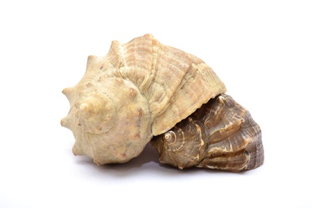 Cockleshellsの写真素材