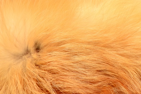 fur