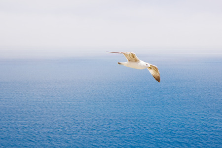 Beautiful seagull flying over bright blue seaの写真素材