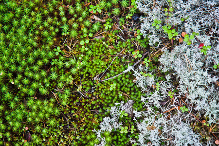 Mosses and lichens of Kareliaの写真素材
