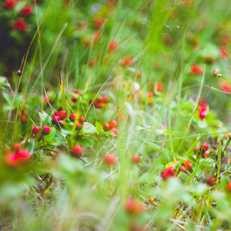 Bunchberries