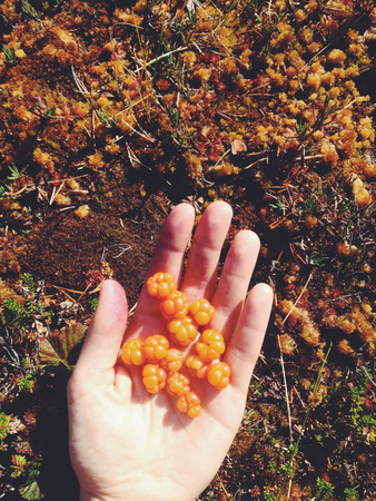 Bunch of cloudberries in hand