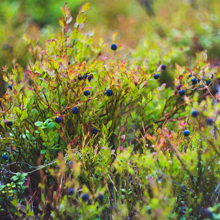 Bilberry-bushの写真素材