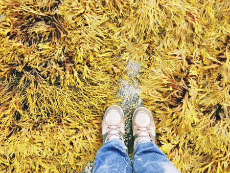 Yellow seaweeds at the low-tide