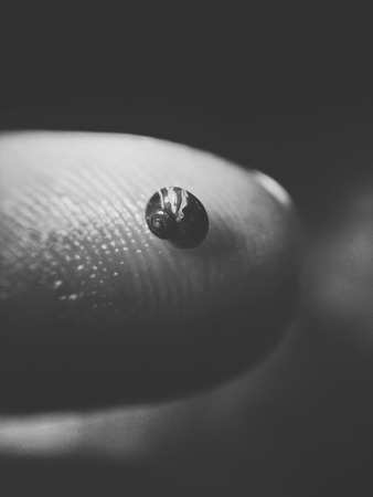 Tiny sea shell on the finger-tipの写真素材