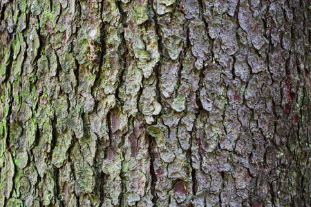Wood texture, beautiful tree  backgroundの写真素材