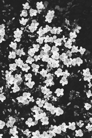 Close-up of veronica plant in blossom, black and white photographyの写真素材