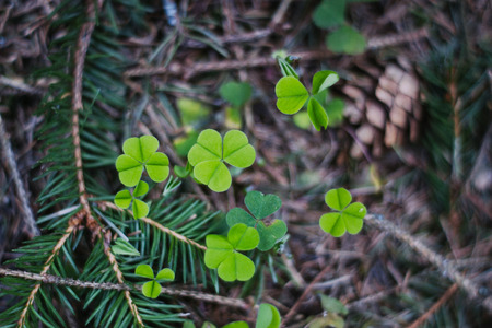 Wood sorrels close-up in the forest