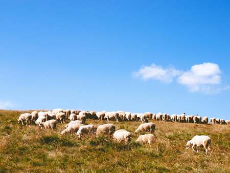 Flock of sheep in the mountains of Montenegroの写真素材