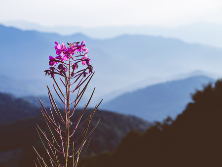 Fireweed in blossom with beautiful mountain layers の写真素材