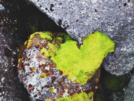 Green moss of heart shapeの写真素材