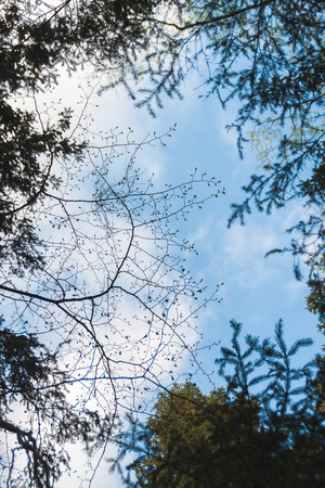 Different types of trees in the forestの写真素材