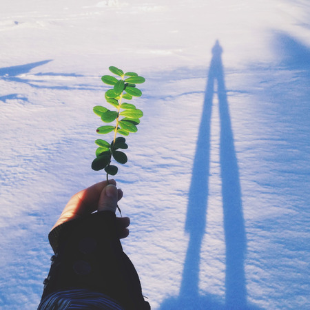 Stem of cowberry in handの写真素材