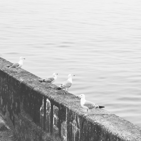 Square black and white minimalistic photo of seagullsの写真素材