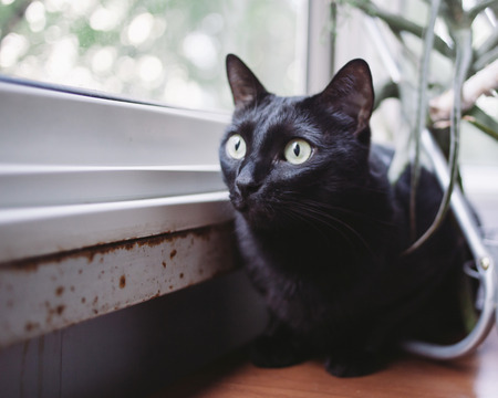 Young beautiful black cat sitting by the windowの写真素材