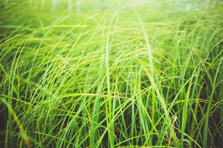 Green silky grassの写真素材
