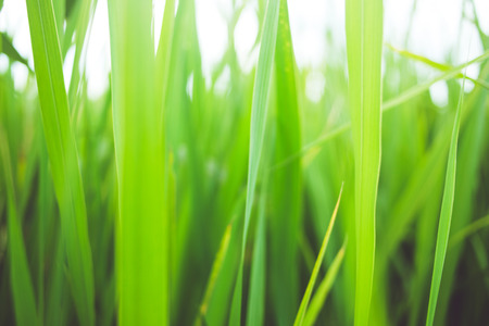 Green summer grassの写真素材