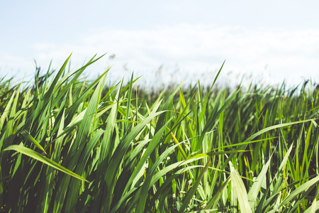 Green grass in the sunlightの写真素材
