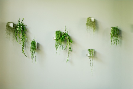 garden on wallの写真素材