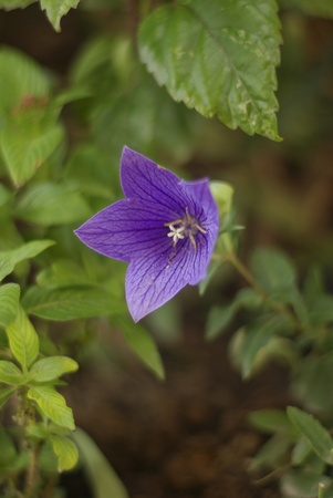 Macro view of a little Campanula flowerの写真素材