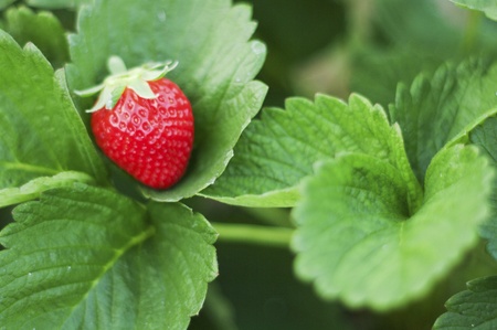 Fresh organic strawberries closeup shotの写真素材