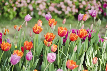 Background. Red, yellow, maroon tulips.