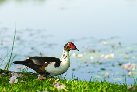 mallardの写真素材