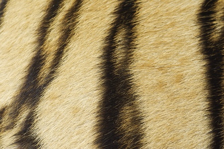 Tiger skin